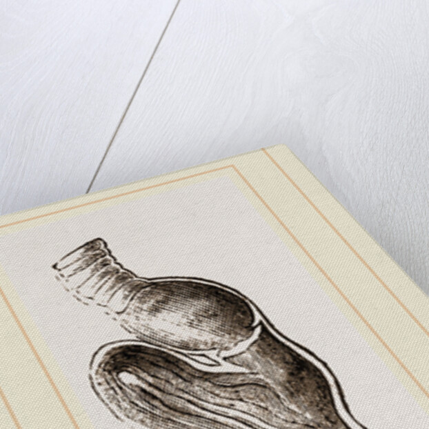Stomach of Emeu by Anonymous
