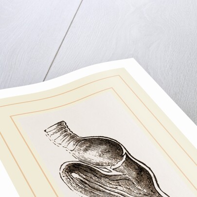Stomach of Emeu by Anonymous