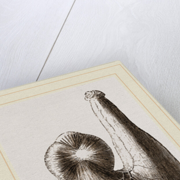 Stomach of Ostrich by Anonymous