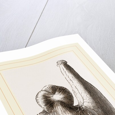 Stomach of Ostrich by Anonymous