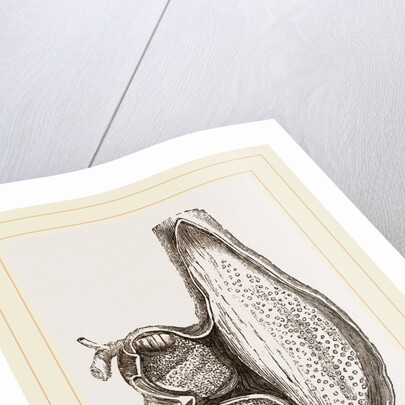 Stomach of Ostrich laid open by Anonymous