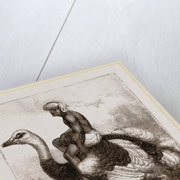 Ostrich carrying a man by Anonymous