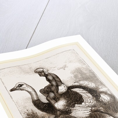 Ostrich carrying a man by Anonymous