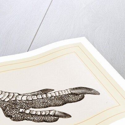 Foot of Rhea by Anonymous