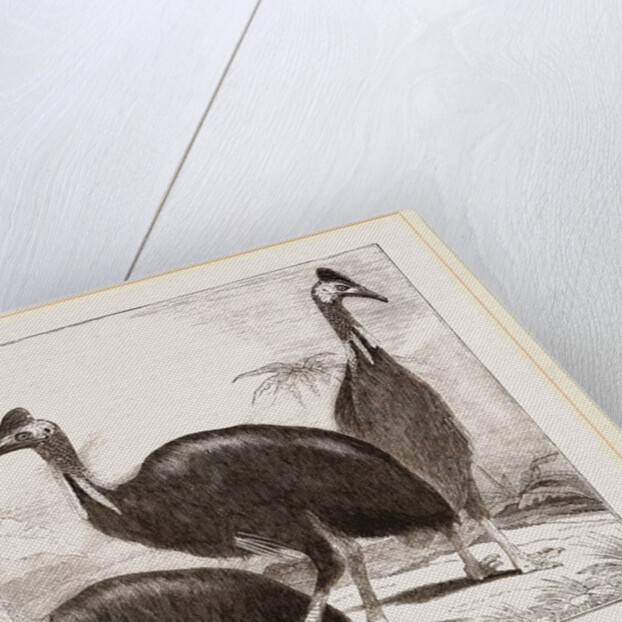 Cassowaries by Anonymous