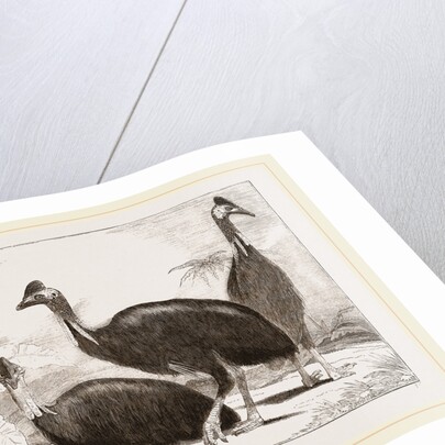 Cassowaries by Anonymous