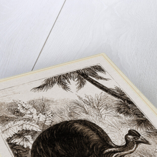 Cassowary by Anonymous