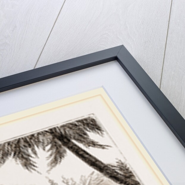 Cassowary by Anonymous