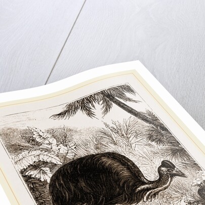 Cassowary by Anonymous