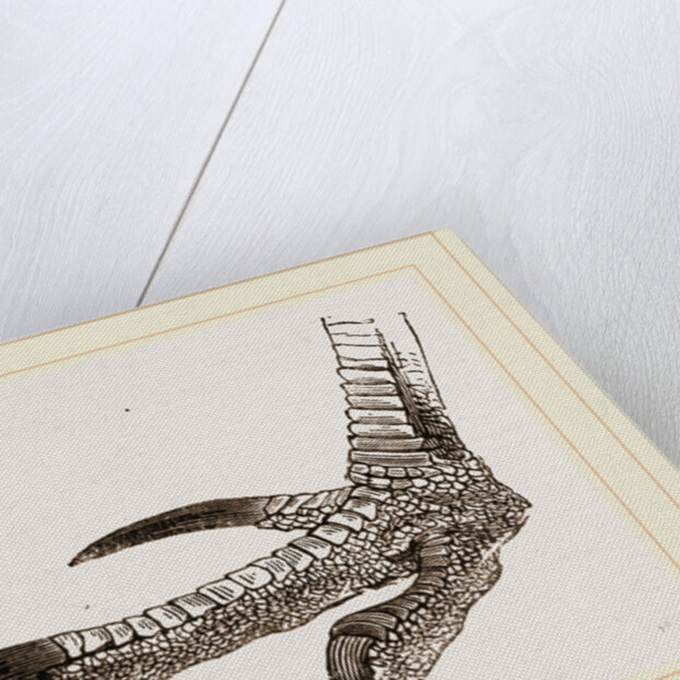 Foot of Cassowary by Anonymous