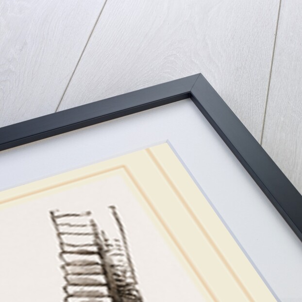 Foot of Cassowary by Anonymous