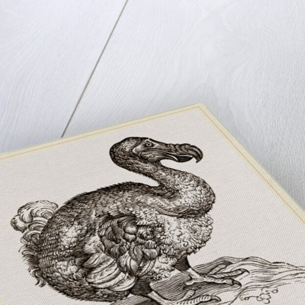 Dodo from Bontius by Anonymous