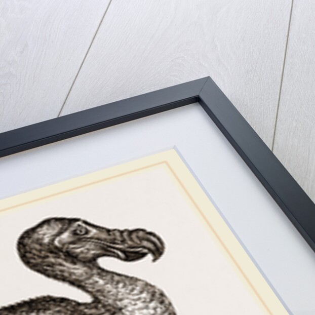 Dodo from Bontius by Anonymous