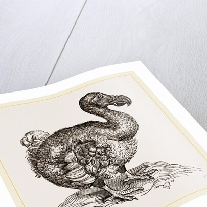 Dodo from Bontius by Anonymous