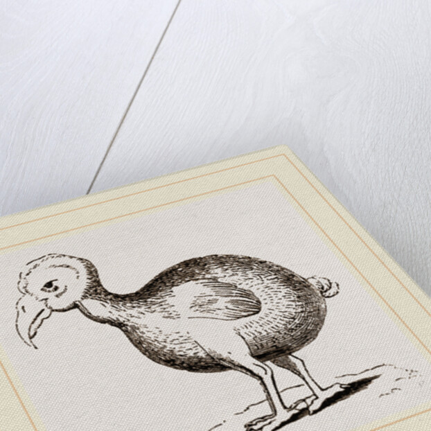 Dodo from Herbert by Anonymous