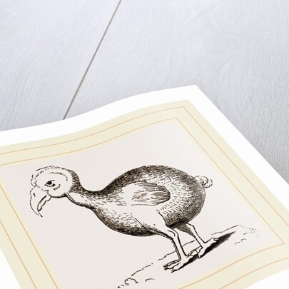 Dodo from Herbert by Anonymous