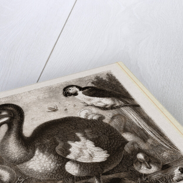 Dodo by Anonymous