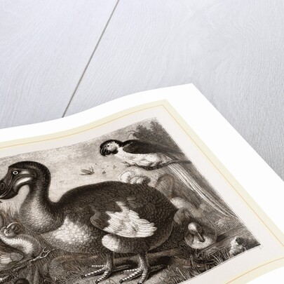 Dodo by Anonymous