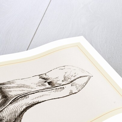Head of Dodo at Oxford by Anonymous