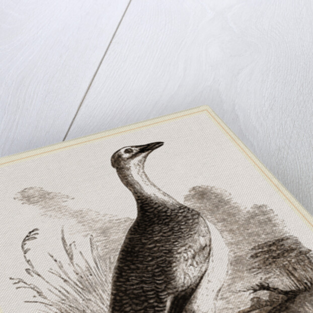 Great Bustard Female by Anonymous