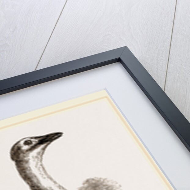 Great Bustard Female by Anonymous