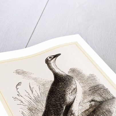 Great Bustard Female by Anonymous