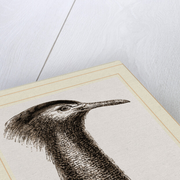 Llead of Kori Bustard by Anonymous