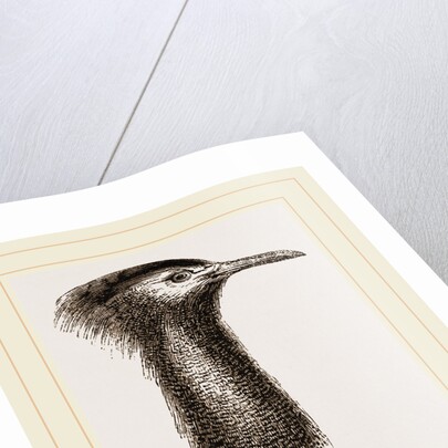 Llead of Kori Bustard by Anonymous
