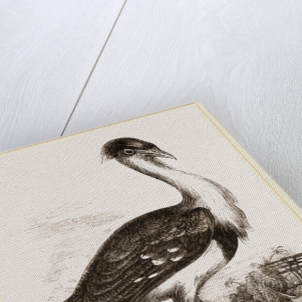 Black-headed Bustard by Anonymous