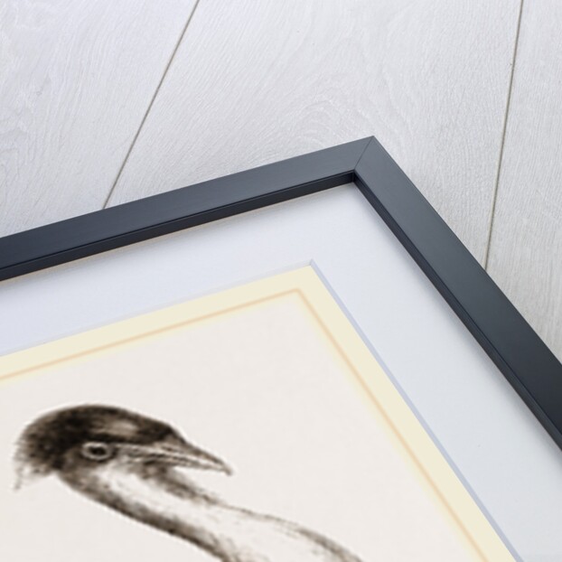 Black-headed Bustard by Anonymous