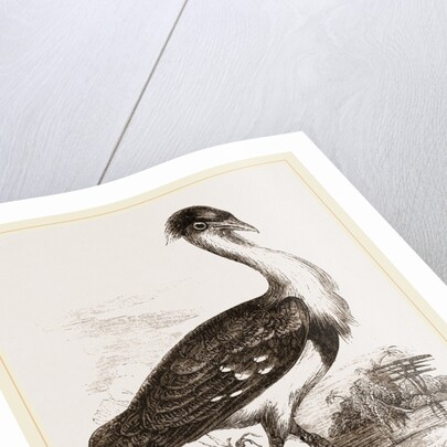 Black-headed Bustard by Anonymous
