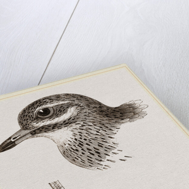 Head and Foot of Thick knee by Anonymous