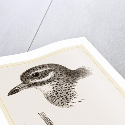 Head and Foot of Thick knee by Anonymous
