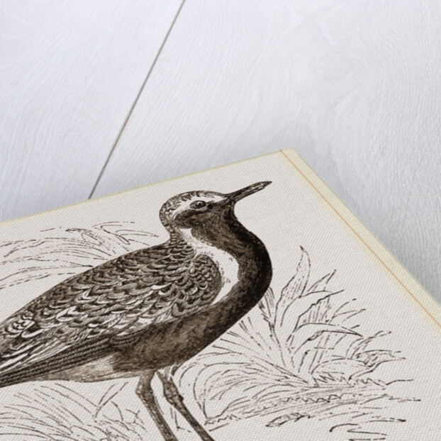 Grey Plover by Anonymous
