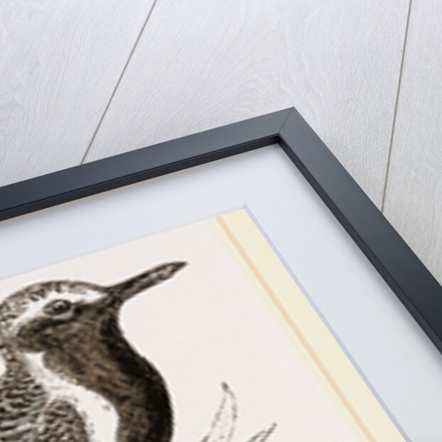 Grey Plover by Anonymous