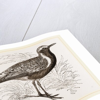 Grey Plover by Anonymous