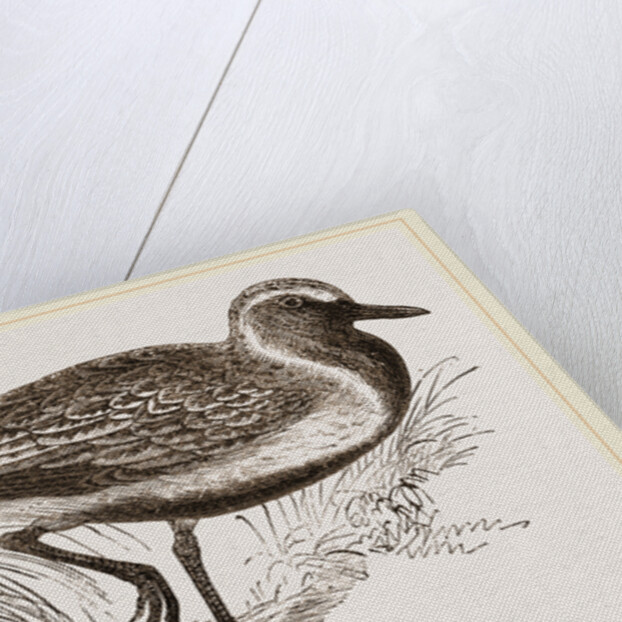 Golden Plover by Anonymous