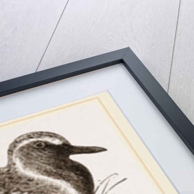 Golden Plover by Anonymous