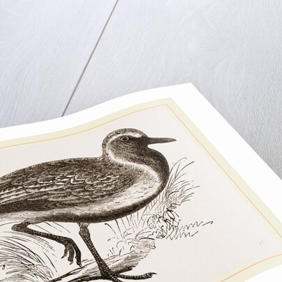 Golden Plover by Anonymous