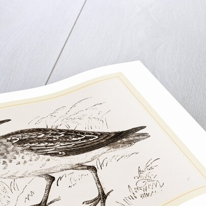 Golden Plover by Anonymous