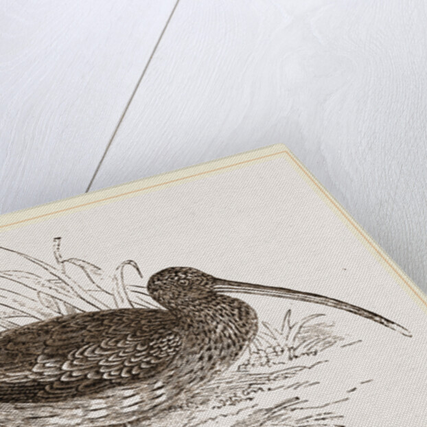Curlew by Anonymous