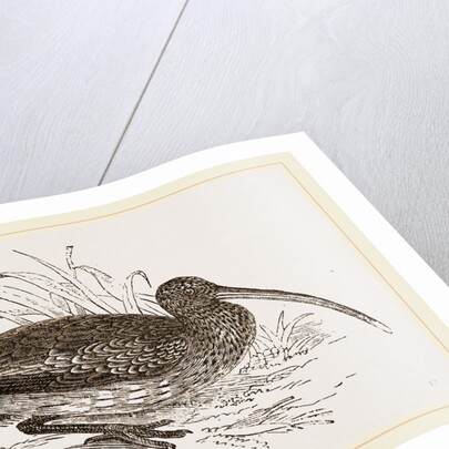 Curlew by Anonymous