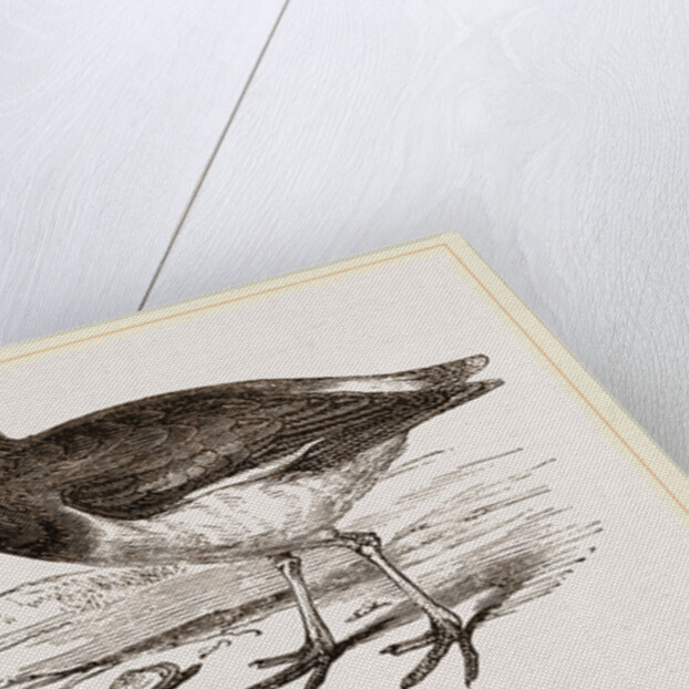 Oyster-catcher by Anonymous