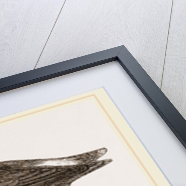 Oyster-catcher by Anonymous