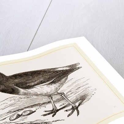 Oyster-catcher by Anonymous