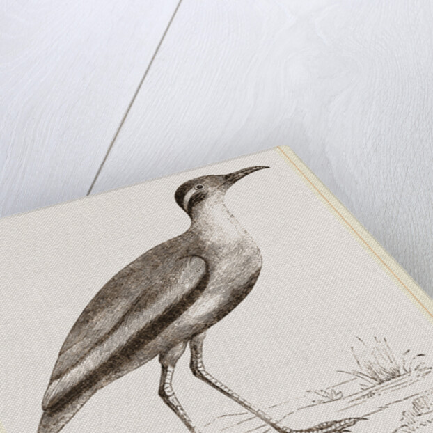Black-bellied Swift-foot by Anonymous