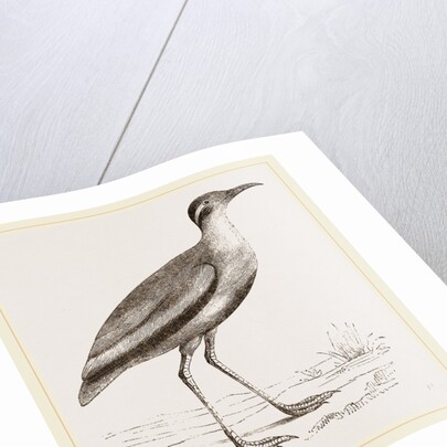 Black-bellied Swift-foot by Anonymous