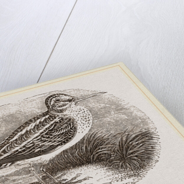 Jack Snipe by Anonymous