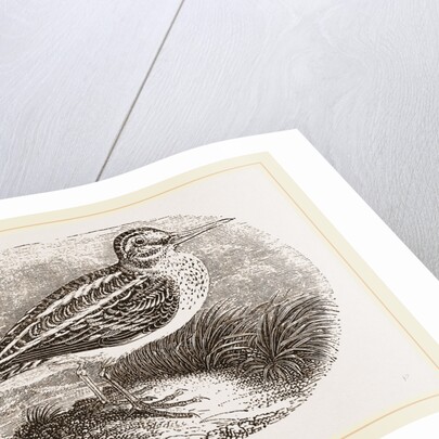 Jack Snipe by Anonymous