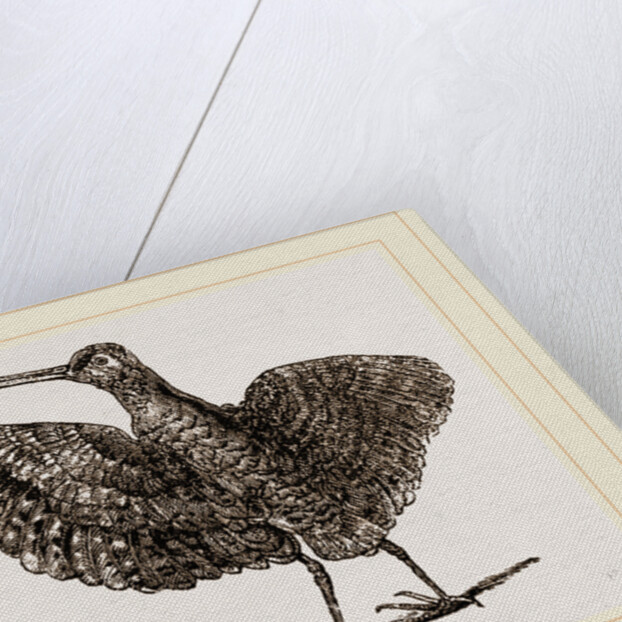 African painted Snipe by Anonymous